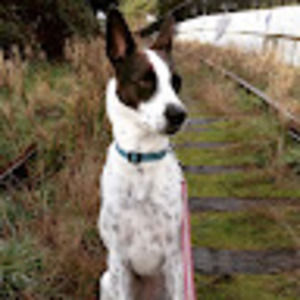 Meet your Posher, Rosie